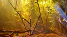Dekoration im Aquarium Igarapé do Daracua Flooded Forest Rio Negro