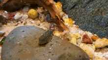 Besatz im Aquarium Kinabalu Hillstream Loaches