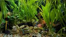Aquarium Little Betta jungle