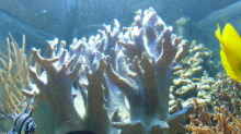 Pflanzen im Aquarium Becken 4987