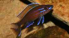 Paracyprichromis Nigripinnis Männchen