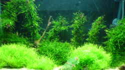 Pflanzen im Aquarium Becken 10012