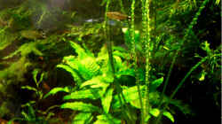 Pflanzen im Aquarium Becken 1011