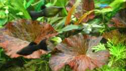 Pflanzen im Aquarium Becken 10482
