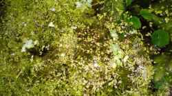 Schwimmpflanzen (Sumatrafarn und Wasserlinsen)