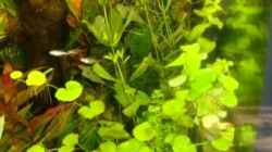 Pflanzen im Aquarium Becken 10639
