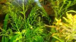 Pflanzen im Aquarium Becken 10639
