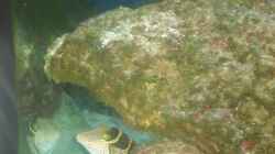 Besatz im Aquarium Becken 10686