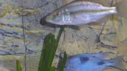 Dimidiochromis compressiceps Weib