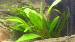 Pflanzen im Aquarium Räuber aus dem Werder.... ähmm Malawisee