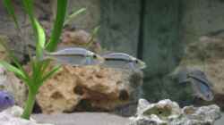 Dimidiochromis compressiceps - Jungtiere