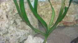 Vallisneria gigantea (Riesenvallisnerie )