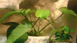 Pflanzen im Aquarium Becken 10874