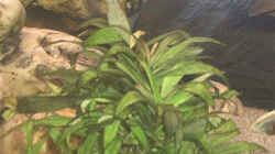 Pflanzen im Aquarium Becken 109
