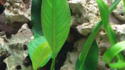 Pflanzen im Aquarium Becken 10914