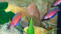 Paracyprichromis nigripinnis ´blue neon´