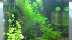 Pflanzen im Aquarium Becken 11276