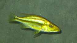 dimidiochromis compressiceps chizumulu