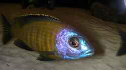Placidochromis sp. ´Electra superior - Mandalawi´ 