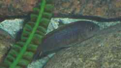 Labidochromis hongi weibchen