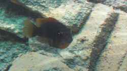 Labidochromis Hongi weibchen mit Eier im Maul