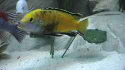  Labidochromis sp. ´Gelb´