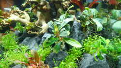 Pflanzen im Aquarium Garnelenbaum