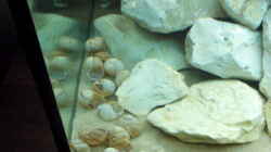 Dekoration im Aquarium Becken 11895