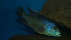 Nimbochromis livingstonii male