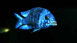 Placidochromis sp. ´phenochilus tanzania´ male