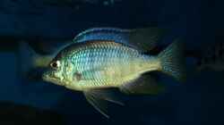 Placidochromis sp. ´jalo reef´ male