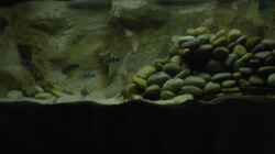 Besatz im Aquarium Becken 1206