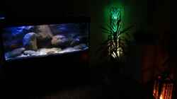 Das Aquarium, nachts von der Couch aus fotografiert, Gesamtansicht!