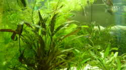 Pflanzen im Aquarium Becken 12272