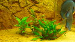 Pflanzen im Aquarium Becken 12280