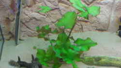 Grüner Tigerlotus