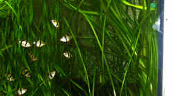 aus den Vallisneria spiralis sind dann doch Vallisneria gigantea geworden :-(
