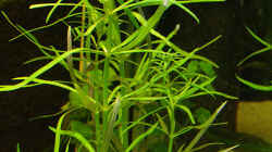 Pflanzen im Aquarium Becken 12579