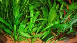Echinodorus Martii (Leopoldina Schwertpflanze) u. Echinodorus Bleherii (Amazonas