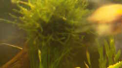 Pflanzen im Aquarium Becken 12820