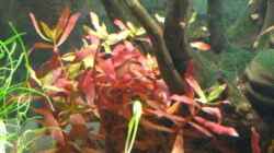 Pflanzen im Aquarium Becken 12848
