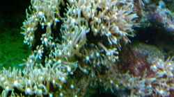 Pflanzen im Aquarium Becken 12881