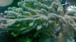 Pflanzen im Aquarium Becken 12881
