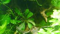 Bucephalandra ´Blue Devil´ unter Wasser