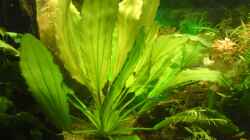 Pflanzen im Aquarium Becken 12955