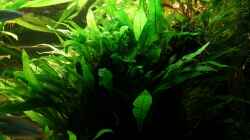 Pflanzen im Aquarium Becken 13015