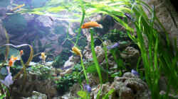 Aquarium Becken 13084