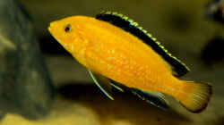 labidochromis caeruleus yellow
