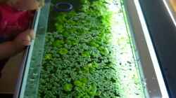 Pflanzen im Aquarium 240 Liter