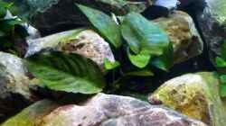 Pflanzen im Aquarium Becken 1333